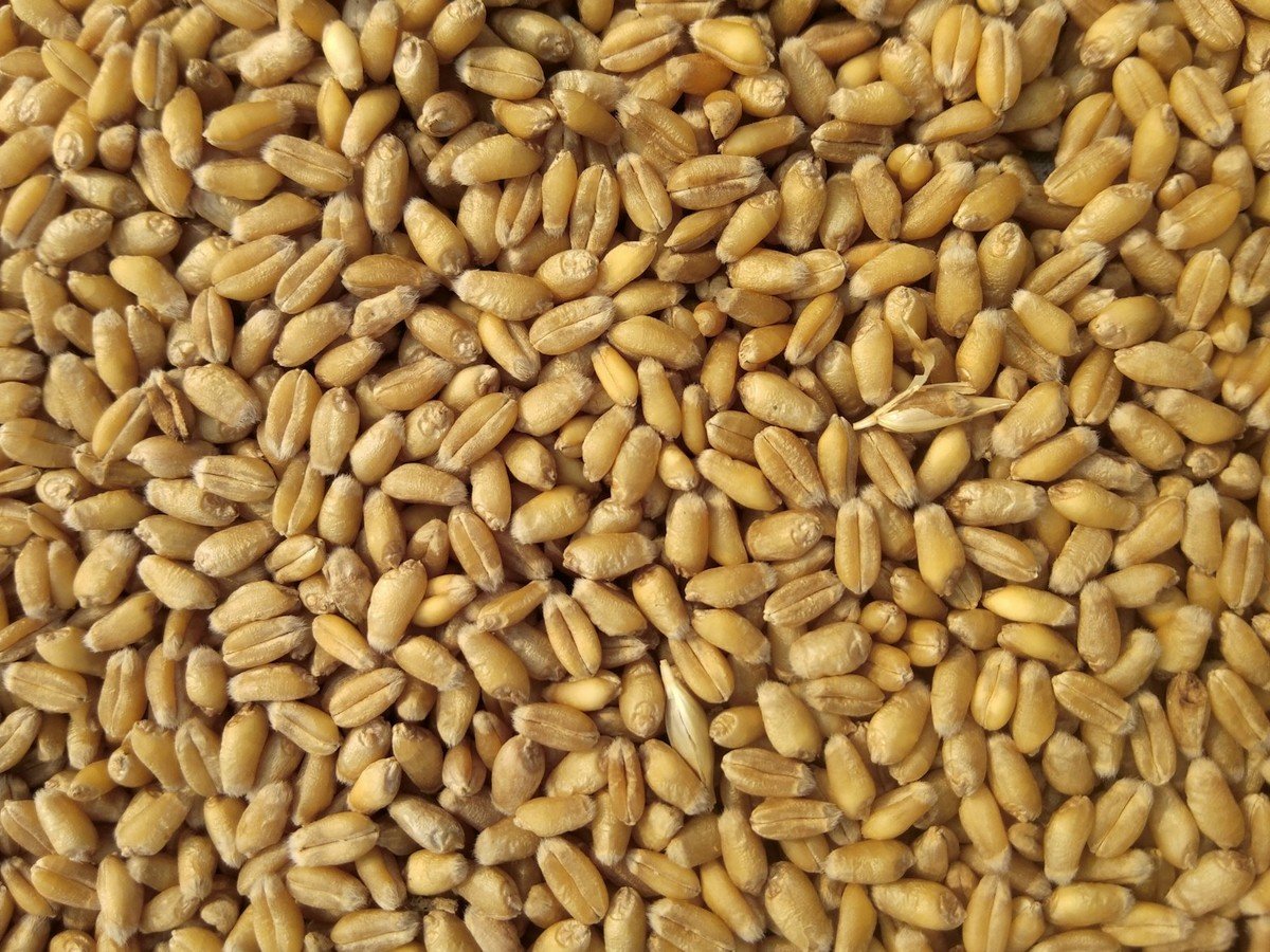 Milling Wheat and Grains